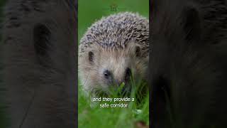 Hedges  Hedgehog Highlights  Hornbeam Wood Hedgehog Sanctuary [upl. by Ilrahs999]