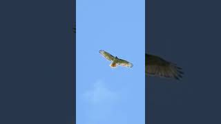 Beautiful Red tailed Hawk Soaring Overhead [upl. by Edrock47]