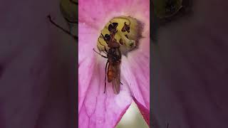 Hoverfly Rhingia campestris feeding from Tobacco 22092024 Northern Ireland [upl. by Peck]