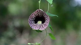 Calico flower Aristolochia elegans [upl. by Ridglee]