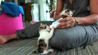 feeding baby cat  bottle feed [upl. by Violette]