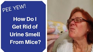 How to Get Rid of Urine Smell from Mice [upl. by Nancey]