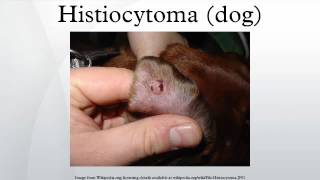 Histiocytoma dog [upl. by Ardnovahs]