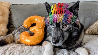 My Husky Is Already HOW Old Its Someones Birthday [upl. by Twitt64]