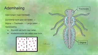 Ademhaling bij insecten en diffusie [upl. by Agnew]