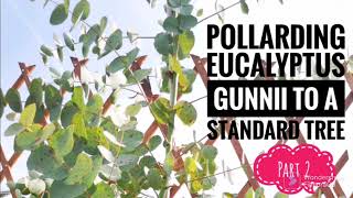 Pollarding amp pruning potted eucalyptus gunnii to a standard tree Part 2 [upl. by Balbinder]