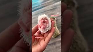 Poco pine cute❤️😍viralvideo trending shorts shortvideo 2024 viralshorts cute [upl. by Atinad]