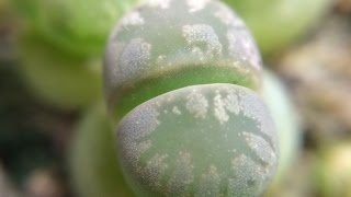 Lithops otzeniana Brakfontein SH531 6 Months Old And Time Lapse [upl. by Thorndike]