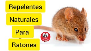 Repelentes Naturales para Ratones 🐀 [upl. by Reta]