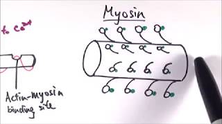 A2 Biology  Structure of the sliding filament model OCR A Chapter 13910 [upl. by Ainaled]