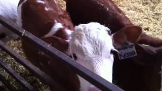 Better Dairy Cow with Fleckvieh Genetics [upl. by Christianson290]