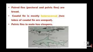 Chondrichthyes  Animal Kingdom  Biology Biology tonic [upl. by Arlie]