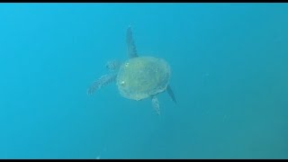 צלילה במכמורת מחבטנים וצב  Diving in palmachim turtle and stingray [upl. by Ahsekahs979]