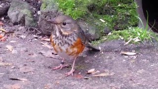 Greybacked thrush female Turdus hortulorum [upl. by Legir]