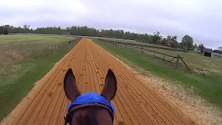 Race Horses Training GoPro Hero Helmet Camera POV [upl. by Atiluap487]