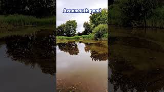 Avonmouth pond oppisite the lake 21724 carp carpfishing fishing shorts reels subscribe [upl. by Karlyn]