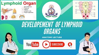 Development Of Lymphoid Organs Anatomy [upl. by Valida]