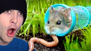 Testing a HAMSTERS Survival Skills Reaction [upl. by Trebbor]