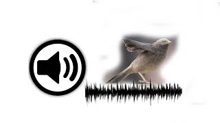 Yellow Billed Babbler  Sound Effect  Yeskay Studio  Billed Babbler Bird Sound Effect [upl. by Egiarc563]