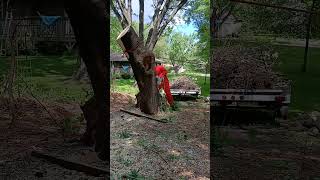 tree felling large hazardous tree with cheap corded chainsaw [upl. by Esiocnarf]