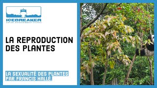 07 Comment les plantes se reproduisentelles [upl. by Monjan]