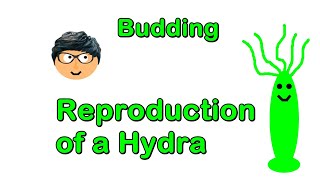 How does a Hydra Reproduce The process of Budding [upl. by Curtice]