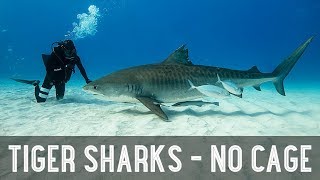 NO CAGE  Diving With TIGER SHARKS  WEEK 108  Tiger Shark Beach [upl. by Siuoleoj]