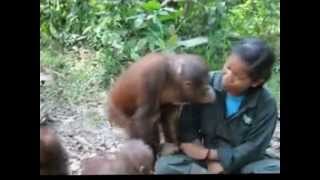 Dodo the Orangutan 2013 [upl. by Tanaka963]