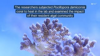 Understanding coral bleaching the role of algae symbionts [upl. by Dena278]