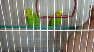 budgies parot aii cute sa shahzamanbio vlog [upl. by Chap100]