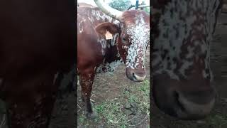 Nguni cattle rural farming Southern Africa [upl. by Nivat238]