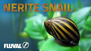 Species Spotlight  Nerite Snail [upl. by Leonore839]