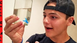 PAUL CUFFARO Secret NEW MICROSCOPIC PET Fish Gift and HOUSE TOUR [upl. by Loredana]