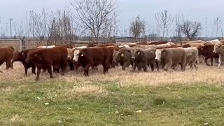 JampJ Cattle Co Charolais Cross or Red Angus Cross Weaned Steer Calves [upl. by Ravahs]