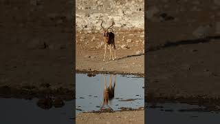 Impala in Etosha National Park Namibia [upl. by Tila604]