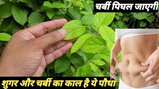 असली मधुनाशिनी की पहचान और इसके चमत्कारी फायदे Gymnema sylvestre [upl. by Tennes]