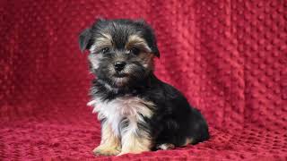 Morkie Puppy Molly [upl. by Bailey]