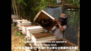 Malaysia Melaleuca Honey Harvestingwmv [upl. by Poppy529]