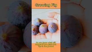 How To Growing Figs  Planting a Fig howto [upl. by Canter]