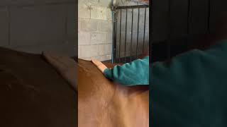 Single and double handed compression glides to warm up the muscles equinemassage equinetherapy [upl. by Fen]