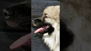 Interesting Facts About The Keeshond Dog [upl. by Lorre]