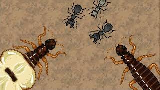 Termite nest soundtrackpocket ants [upl. by Iolanthe]