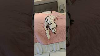 Good morning 🥰 🥰 dalmatiner dalmatian dogs dogshorts dalmatianpuppy [upl. by Bertha]