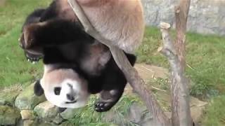 Pandas trying to make themselves extinct  Funny fails compilation [upl. by Shah158]