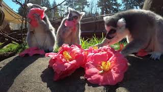 Curious Lemurs Enjoy Spring Flowers [upl. by Weisbart155]