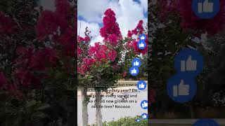 Hacked Crepe Myrtle Tree 1KCreator [upl. by Kleper]