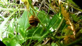 Yellow Hornet Slaughtering Katydid キイロスズメバチ♀がアシグロツユムシを狩る [upl. by Violette688]