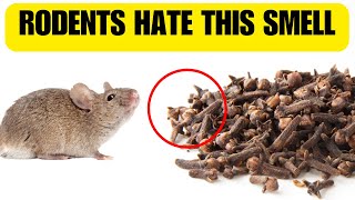 Smells That Keep Mice And Rats Out FOREVER Common Kitchen Items [upl. by Bores]