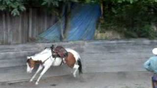 Bucking Horse in Round Pen [upl. by Lasorella]