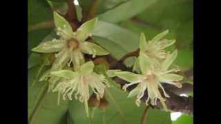 大葉山欖  Palaquium Formosanum Hayata [upl. by Shear]